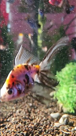 Beautiful Angelfish Swimming Gracefully 🐠✨