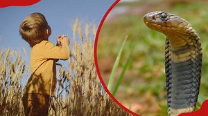 Toddler vs cobra: 2-yr-old boy bites venomous snake to death, villagers stunned