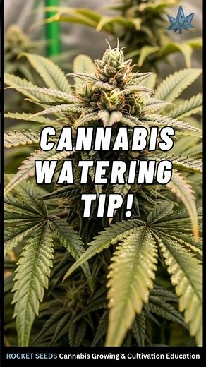 Cannabis Watering Tips for Beginners | Simple Guide