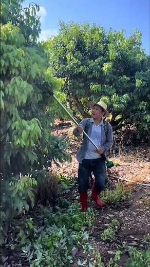 Pruning Lychee Trees #farming #agriculture #fruit