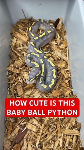 How CUTE is this baby Ball Python!?