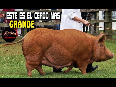ESTE ES EL CERDO MAS GRANDE DEL MUNDO (conoce a la raza de cerdo mas grande)