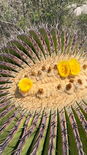 #echinocactusplatyacanthus #echinocactus #cactus #cacti #cacto #mexico #explore #kaktüs #trekking #nature | Cactus Explorer