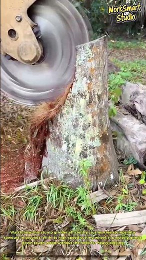 Tree Stump Removal : How Stump Grinders Speed Up Land Clearing