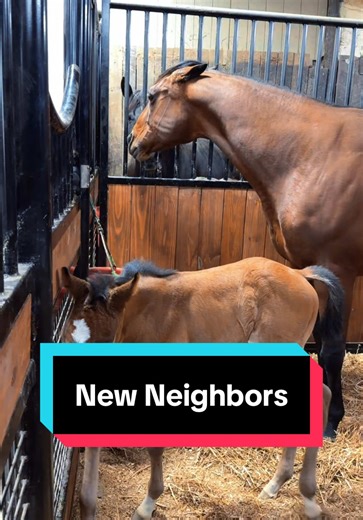 New Neighbors🐴😬 | neighbors