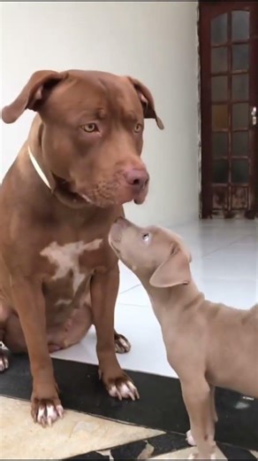 The most DANGEROUS dog or the most CUTE? 🥺 The truth about the Pitbull