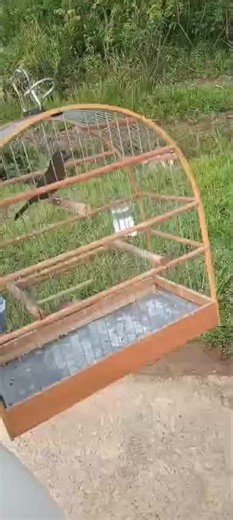 Picolet #breeding #birds #lovebirdsfarming #curio https://youtube.com/shorts/IKIJAyGHJQA?feature=share