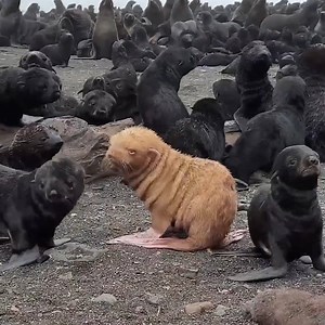 2.2M views · 875 reactions | This albino seal is stealing the hearts of many across social media ❤️ | In The Know | Facebook