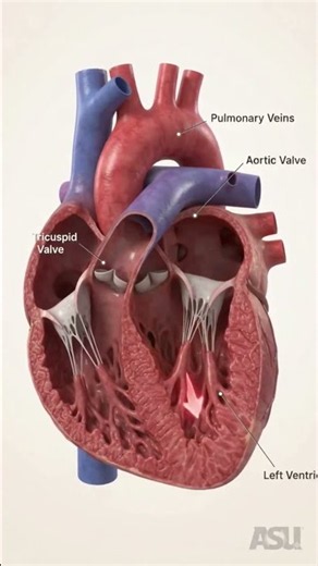 ❤️ Inside the Human Heart | Blood Flow Explained in 3D