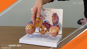 Watch Heart Model Set Extra video on Amazon Live