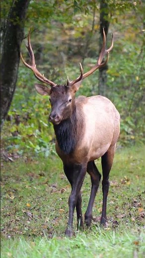 Listen to the Bugle of the Elk at Oconaluftee, Great Smoky Mountains National Park