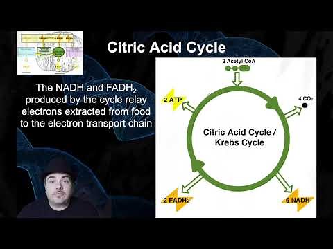 Cellular Respiration: Pyruvate Oxidation and the Citric Acid Cycle