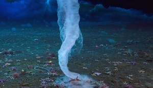 The 'Finger of Death': a Super-Cooled Brinicle That Kills Anything It Touches