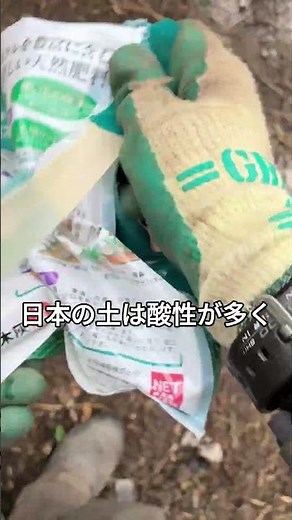 環境にも優しい土づくり！草木灰で酸性土を中和する秘密✨#草木灰 #土壌pH #自然派家庭菜園 #酸性中和 #環境に優しい農業 #秋冬野菜準備 #土づくり #農ライフ #有機栽培