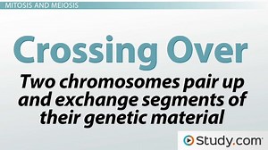 The Genetic Code: Influence of Mitosis, Meiosis & Crossing Over