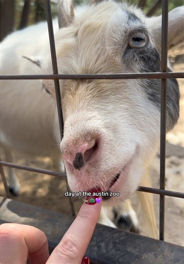 A Day at the Austin Zoo: Explore Wildlife in Texas