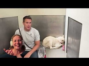 How to Help a Traumatized Shelter Dog | Rebuilding Trust | Abbey Rose Reacts