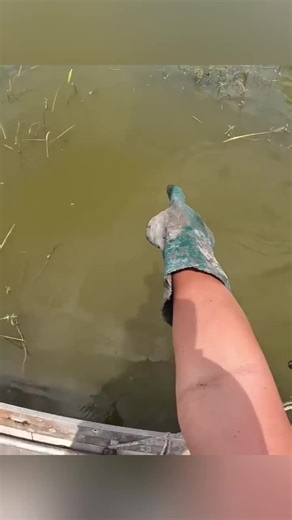 You won’t believe this MONSTER crawfish haul—watch till the end to see 200 pounds pulled in SOLO! 🦞🔥 #CrawfishHaul #SoloTrapping #SeafoodCatch