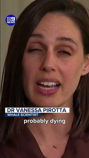 The race to save a young whale in distress | 9 News Australia