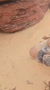 36K views · 874 reactions | Baaz leny Ka liya rabta kry 03177295110 WhatsApp number #hawk #baaz #buzzard #falcon #falconry #eagle #animal #pet #peigons #peigon #parrot #parrotlover #pets #aseel #RawParrot #dubaifalconry #pakfalconry #hunting #sialkot #daska #gujrat #gujrawala #karachi #peshawar #wahcantt #sindh #lahore #rawalpindi #jehlum #islamabad | PAK Falconry | Facebook