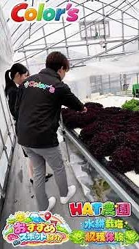 【滋賀・湖南市】土を使わないから手軽で綺麗！HAT農園で「水耕栽培」の野菜収穫体験🥗✨
