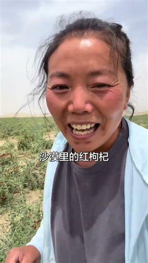 Desert Harvest: First Red Goji Berries by Sand Control Workers