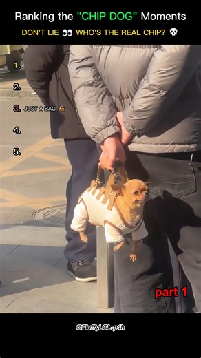 Chip Dog 🐕 | Best moments Ranked! #dog #shortsfeed #viralshorts