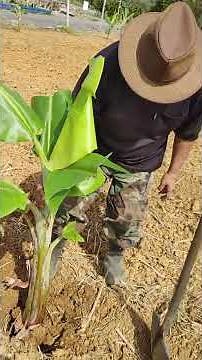 バナナ苗の植え方をご紹介します。#島バナナ #沖縄ゆんたく放送 #ピースフルファーム