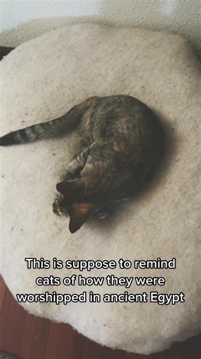 kittenparty on TikTok