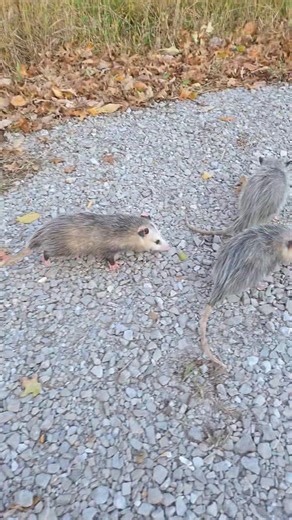 Release day for these 7 opossums and a bite to grow on 🤣 your welcome little buddy 🤣 Have a good life! | Jenny's Wildlife Wonderland