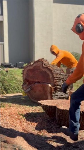 Commercial Tree Removal