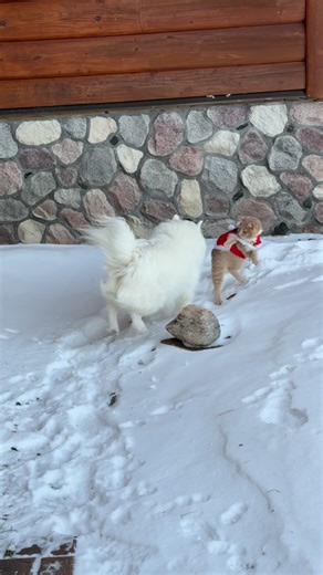 Jack Spicer on Instagram: "Meowdy purrtners. Monty and Olaf holiday battle 🦖 🐶 extended cut 🧐 If you’re a fan of Jack Spicer’s kitty cat cowboy content please consider subscribing or joining his Patreon linked in bio 😊 everything helps ❤️ #cat #cats #catlover #catsofinstagram #catlovers cats_of_instagram kittycat tuxedocat kitty catlife"