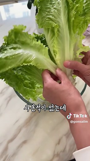👆👆재료는 여기 클릭!> 프로필에 영어주소 클릭!> (100번)검색하면 나와요! 이거 알면 상추 거의 평생 공짜니까 잘 보세요 저는 5년 동안 상추를 거의 사본 적이 없어요 페트병을 잘라서 뒤집고 물을 입구까지 채운 다음 상추 밑동을 잘라 끝부분만 살짝 잠기게 두면 되는데요 그냥 물에만 넣어두면 뿌리가 쉽게 물러서 썩을 수 있거든요 그래서 이걸 한 스푼 넣어주면 훨씬 싱싱하게 쭉쭉 자라요 한번 따 먹고 조금 지나면 또 금방 올라와서 계속 수확 가능해요 집에서 키우니까 농약 걱정도 덜하고 식비도 아끼니 안 할 이유가 없죠 💚 페트병 재활용 💚 물 관리 팁 💚 빠른 재성장 💚 무농약 재배 💚 식비 절약 #상추키우기 #재배꿀팁 #집에서농사 #생활정보 #식비아끼기
