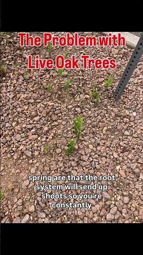 The problem with Live Oak trees in the East Valley Phoenix area. #liveoak #Eastvalleylandscaper
