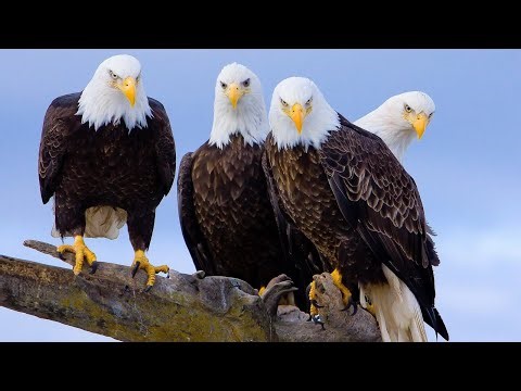 Martin acoustic guitar truss rod replacement part 5