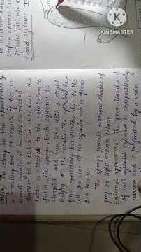 sycon structure|B.sc zoology shorts#degree