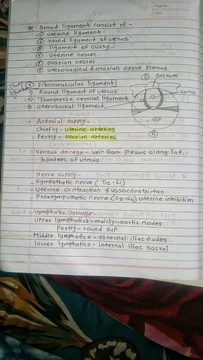 #Anatomy notes # Uterus Organ # Uterus # Anatomy