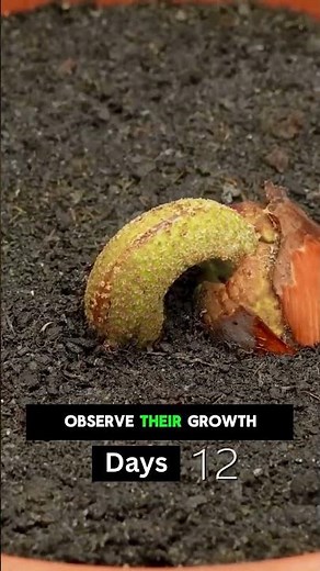 🌱 How to Grow a Durian Tree From Seed Step by Step🌴|| #Durian #GrowDurian #DurianTree #plants