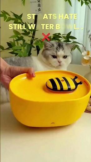 Cats Are Obsessed With This Viral Bee Water Fountain! 🐝🐱