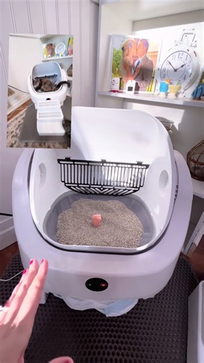 The Best Automatic Cat Litter Box You Need to Know