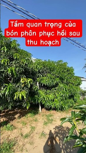 Phục hồi Xoài Tứ Quý sau thu hoạch #trituquy