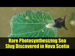 Rare Photosynthesizing Sea Slug Discovered in Nova Scotia | Why Scientists are Excited