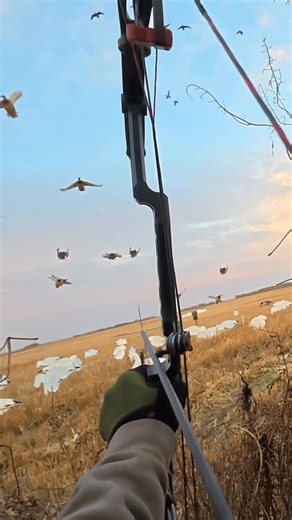 BW Films on Instagram: "Mallard head shot with a bow! • • • #bwfilms #bw #duckhunting #duck #mallard #bowhunting #archery #bowandarrow #compoundbow #recurve #waterfowl #drake #waterfowlhunting #goosehunting"