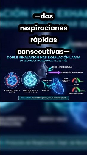 How Your Body Turns Off Stress in 90 Seconds — The Science of the Vagus Nerve