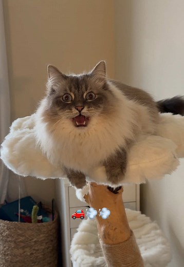 Siberian Cat Zoomies: Professional Hooter & Hollerer!