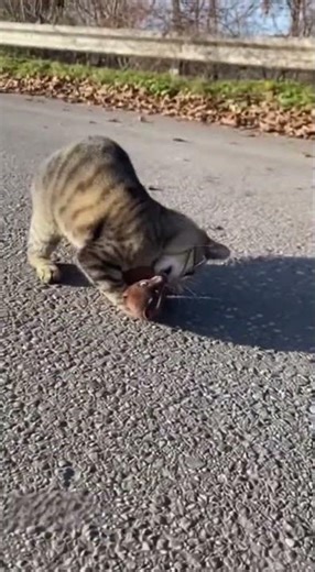 Weasel Attacks Cat in the Middle of the Street… and All Chaos Breaks Loose! 😱🐱🦫💥