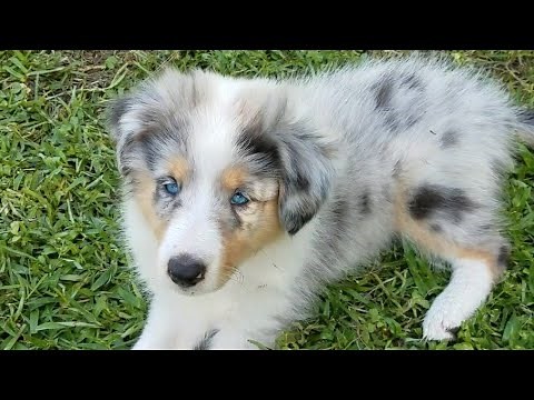 Collie Rough - English Shepherd Cross Puppies (Farm Collies) 7 Weeks