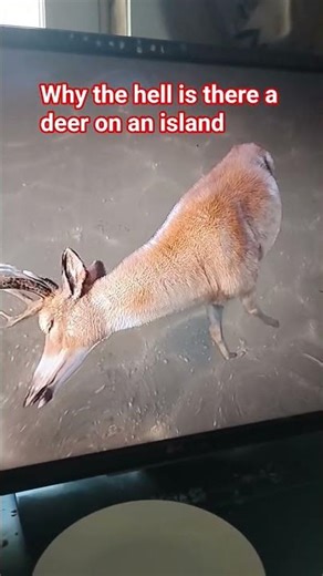 found a deer on an island #rdr2