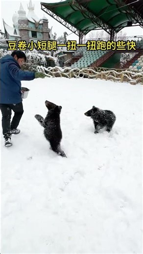 The bean curd sheets and bean rolls are all crazy with snow playing a chase game with the