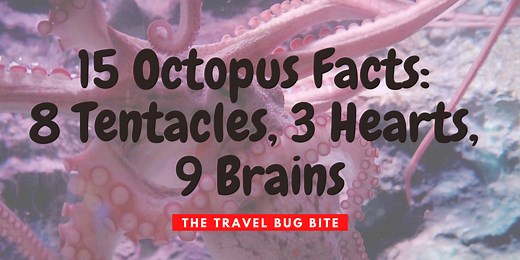 15 Octopus Facts: 8 Tentacles, 3 Hearts, 9 Brains